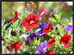 Kwiaty, Petunie, Kolorowe